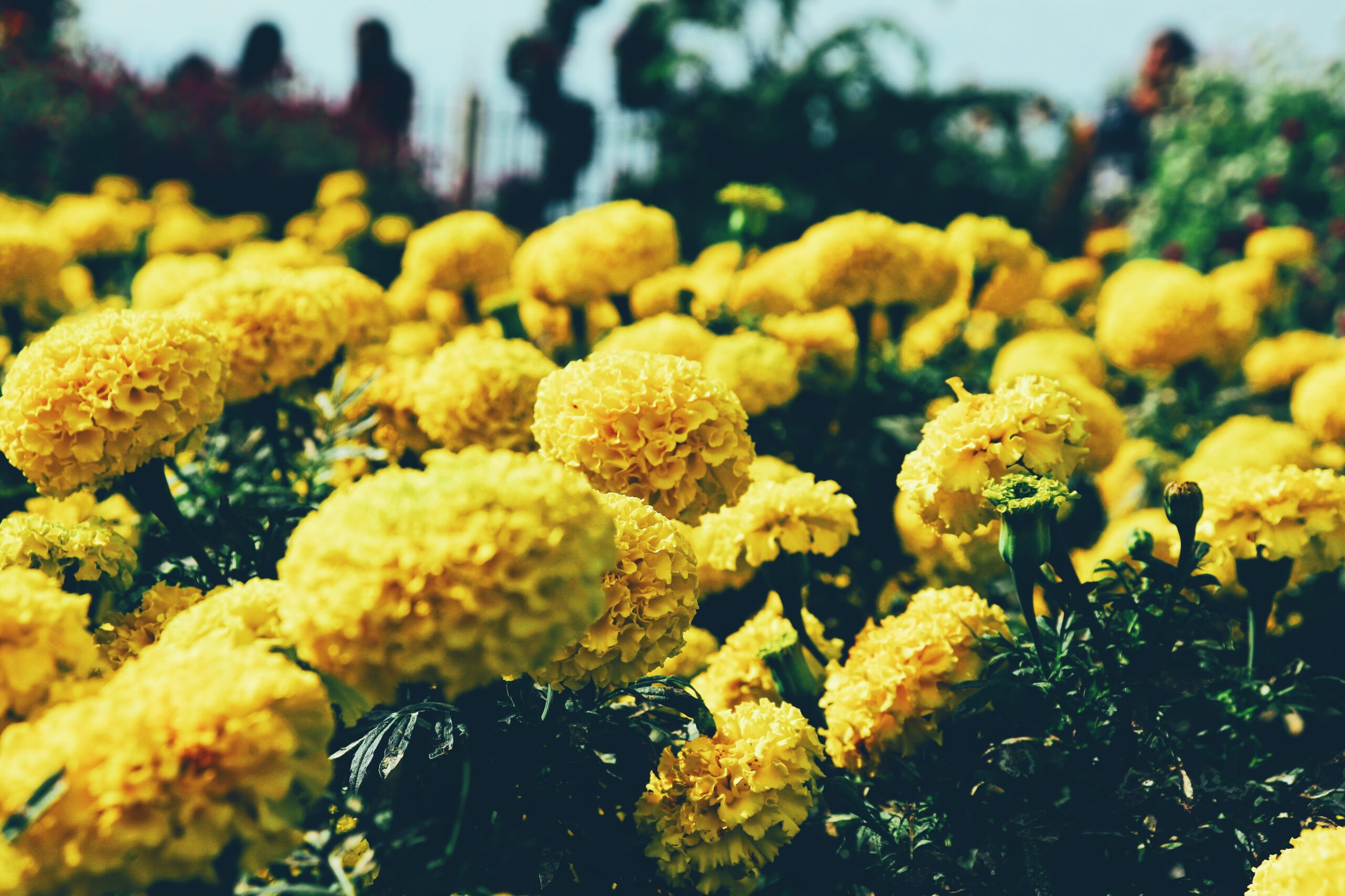 yellow marigold
