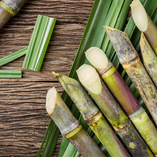 sugarcane-5388614_1920 sugarcane-5388614_1920